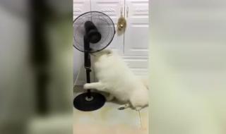 狗狗的太大了太热了 狗狗的太大了太热了