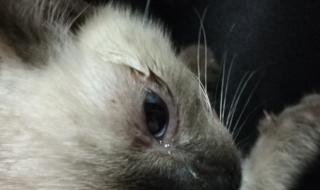 眼白有血丝 眼白有血丝