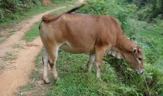 养牛怎么样 养牛怎么样