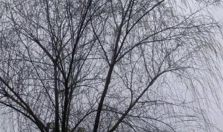 五九天是什么日子 五九天是什么日子