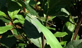 农夫山泉回应水有虫